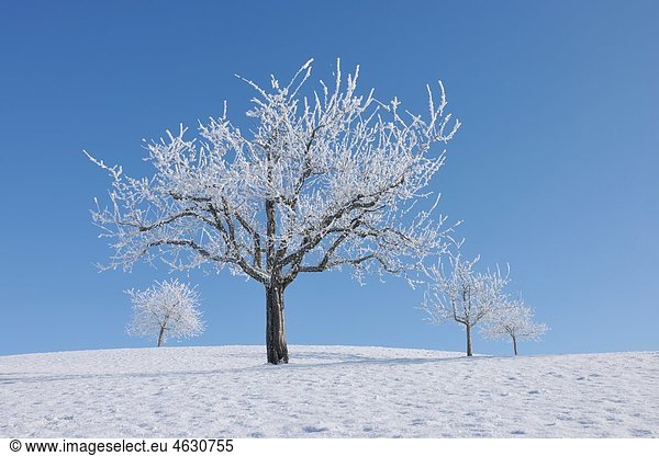 Europa, Schweiz, Kanton Zug, Baumansicht auf verschneiter Landschaft