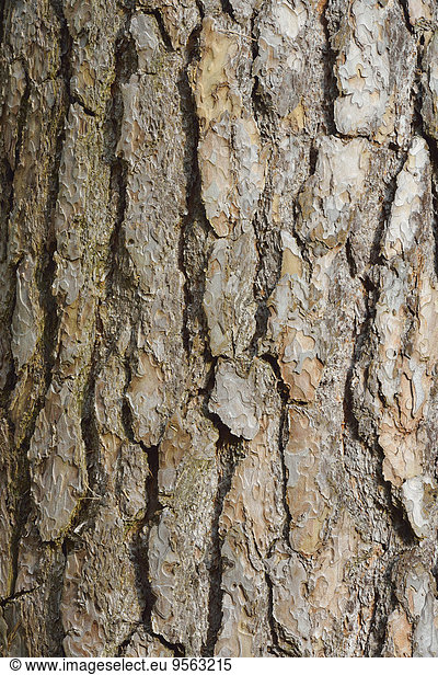 Europa Baum Close-up Kiefer Pinus sylvestris Kiefern Föhren Pinie Deutschland Hessen