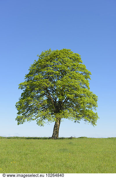 Europa Baum Eiche Deutschland Hessen