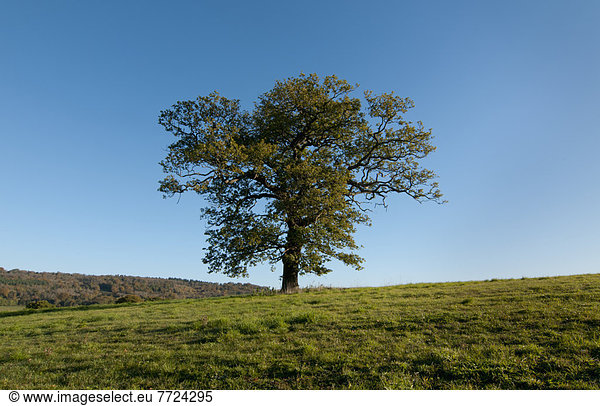 Europa Baum Großbritannien Herbst Eiche England Jahreszeit Surrey