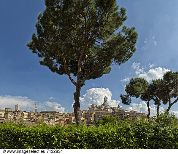 Europa  Baum  Stadt  Großstadt  Ansicht  Toskana  Siena  Italien