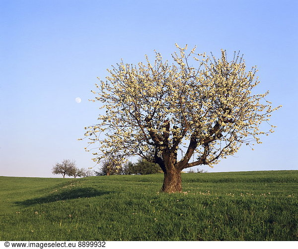Europa  blühen  Baum  Frucht  über  Mond  voll  Deutschland  Schwäbische Alb