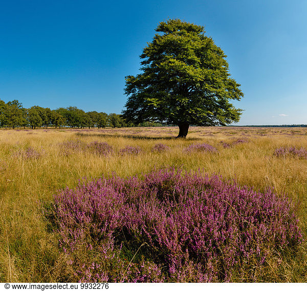 Europa Blume Sommer Baum Landschaft Wald Natur blühen Heidekraut Erica herbacea Erica carnea Calluna vulgaris Niederlande