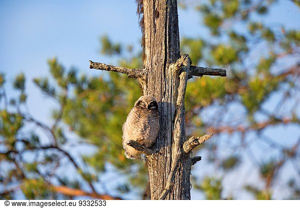 Europa hocken - Tier Kiefer Pinus sylvestris Kiefern Föhren Pinie jung Finnland alt