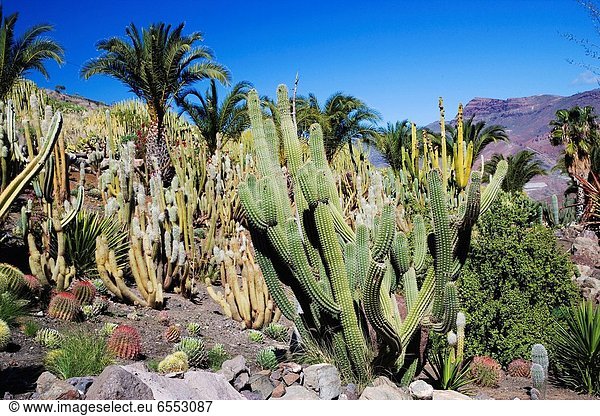 Europa  Kanaren  Kanarische Inseln  Kaktus  Gran Canaria  Spanien