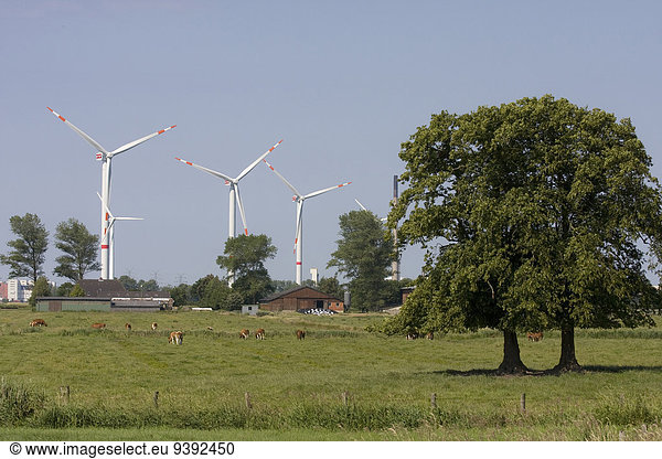 Europa Landschaft Natur Pflanze Windenergie Halbinsel Eiderstedt Schleswig Holstein