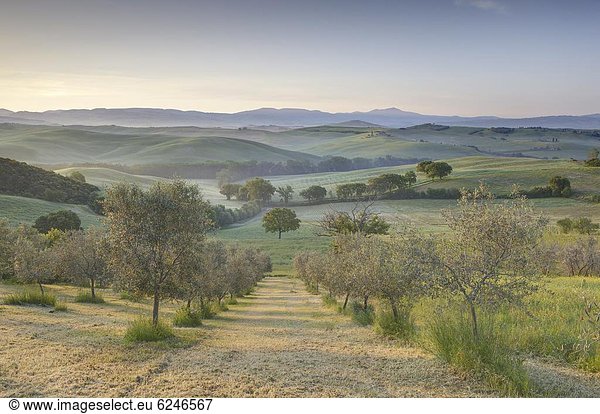 Europa  Morgen  Baum  Feld  früh  Ansicht  Olive  UNESCO-Welterbe  Italien  Toskana
