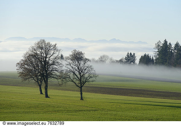 Europa Nebel Herbst Eiche umgeben englisch Schweiz