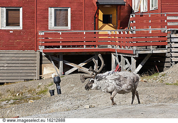 Europa  Norwegen  Spitzbergen  Svalbard  Longyearbyen  Rentierwanderung
