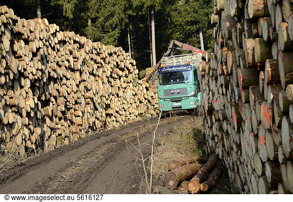 Europa schneiden entfernen entfernt sammeln Fichte Bayern bayerisch Forstwirtschaft Deutschland