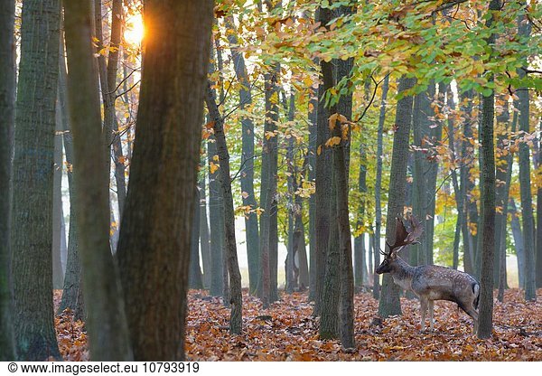 Europa Sonnenaufgang Herbst Brachland Hirsch Deutschland Hessen