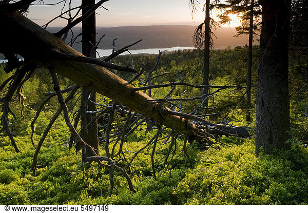 Europa Sonnenuntergang Wald mischen Norwegen Mixed
