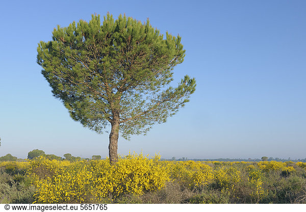 Europa  Spanien  Andalusien  Blick auf die Kiefer im Frühling im Donana Nationalpark