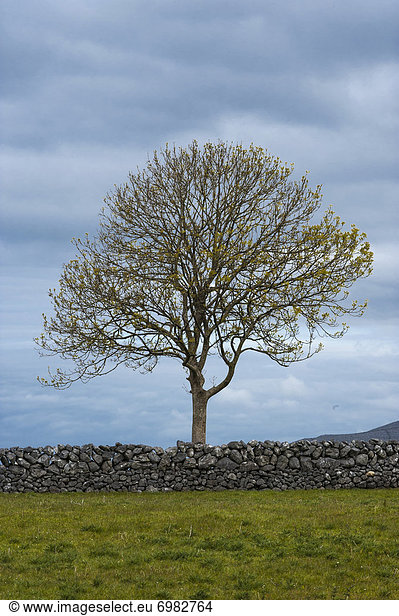 Europa  Stein  Wand  Baum  Einsamkeit  Clare County
