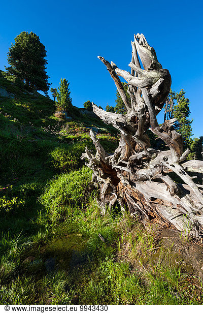 Europa UNESCO-Welterbe Wurzel Schweiz