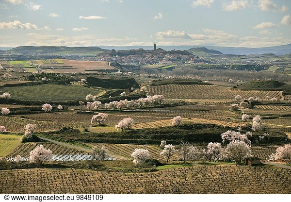 Europa Wein Baum Blüte Dorf Mandel Spanien
