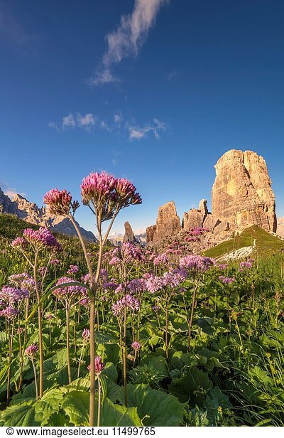 Europe  Italy  Veneto  Veneto  Belluno  Dolomites. Cinque Torri at sunset in the summer with a beautiful flowering of Adenostyles alpina.