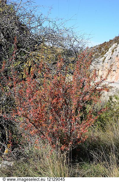 European barberry (Berberis vulgaris) is a thorny shrub with edible berries. This photo was taken in Alto Maestrazgo  Teruel province  Aragon  Spain.