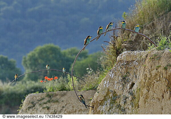 European Bee-eater (Merops apiaster) on a branch, nesting site, quarry in operation, Oselle, Doubs, France