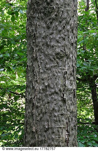 European beech with overgrown bark beetle infestation