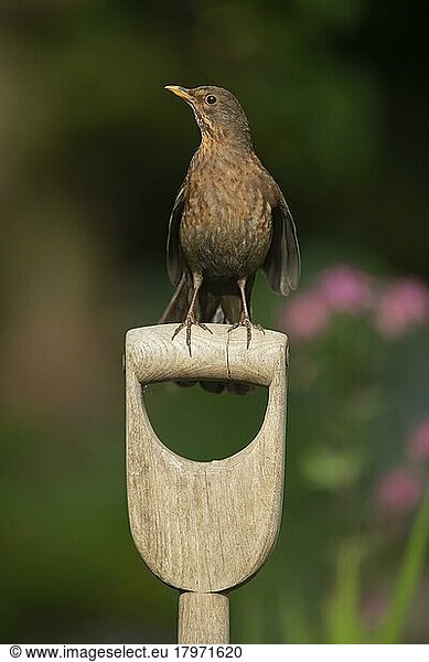 European blackbird (Turdus merula) adult female bird sitting on a garden fork handle  Suffolk  England  United Kingdom  Europe