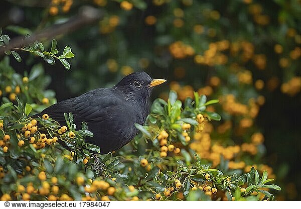 European blackbird (Turdus merula) adult male bird in a pyracantha bush with orange berries  Suffolk  England  United Kingdom  Europe