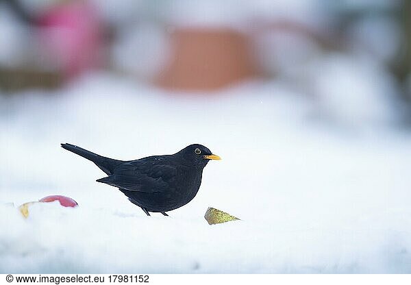 European blackbird (Turdus merula) adult male bird on a snow covered garden lawn  Suffolk  England  United Kingdom  Europe
