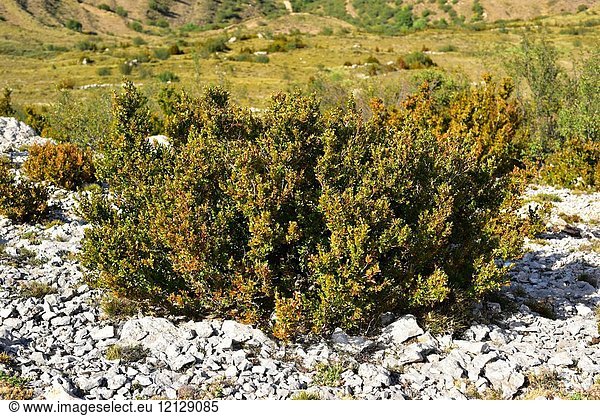 European box (Buxus sempervirens) is a shrub Buxaceae family. This photo was taken in Puerto de Cabrillas  Maestrazgo  Teruel province  Aragon  Spain.