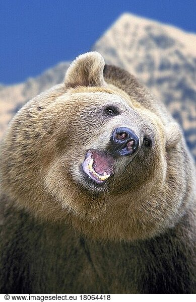 European brown bear (Ursus arctos) (Europe) (brown bear) (bears) (animals) (outdoor) (head) (portrait) (portrait) (adult) (dangerous) (danger) (danger) (communication) (mammals) (mammals) (predators) (beasts of prey) (vertical)