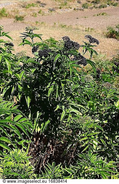 European dwarf elder or danewort (Sambucus ebulus) is a perennial herb native to central and southern Europe and southwest Asia. This photo was taken in Caltanazor  Soria  Castilla-Leon  Spain.