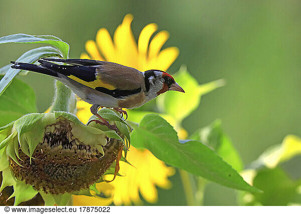 European goldfinch (Carduelis carduelis) perching on sunflower