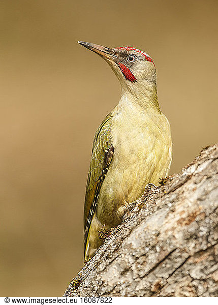 European green woodpecker (Picus viridis) on trunk  Spain