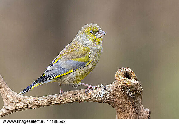 European Greenfinch (Carduelis chloris)  side view of an adult male in winter plumage perched on a branch  Podlachia  Poland