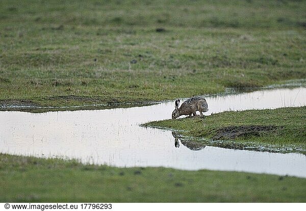 European hare (Lepus europaeus) adult  drinking from flooded grazing marsh  North Kent Marshes  Kent  England  United Kingdom  Europe