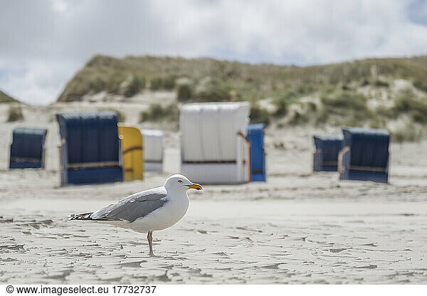 European herring gull (Larus argentatus) standing on sandy beach with hooded beach chairs in background