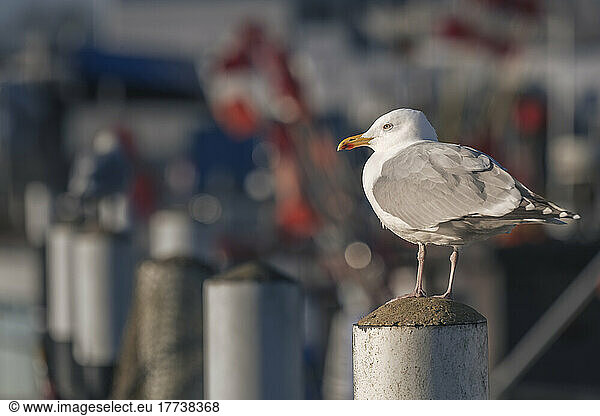 European herring gull (Larus argentatus) standing on top of coastal pole