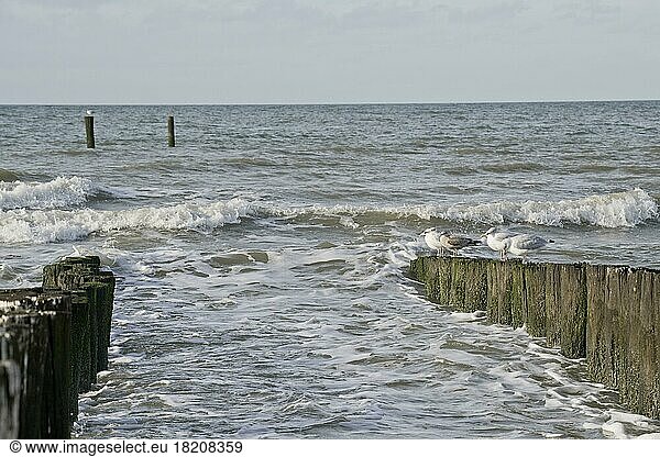 European herring gulls (Larus argentatus) on groynes on the beach  Zeeland Province  Netherlands