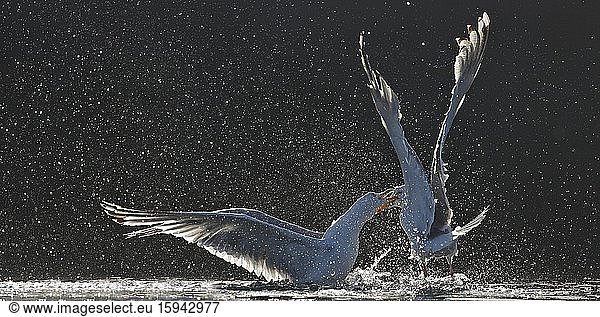 European herring gulls (Larus argentatus)  two birds fighting in water  water splashes  Norway  Europe