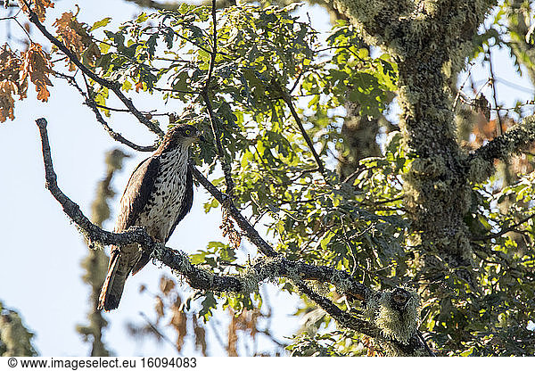 European Honey-Buzzard (Pernis apivorus) on a branch Palencia Spain