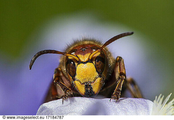 European hornet (Vespa crabro) on an Iris  Lorraine  France