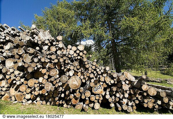 European larch (Larix decidua)  stacked tree trunks  stack  tree trunk