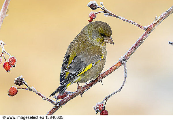 European male goldfinch (chloris chloris)  sitting on a branch on a homogeneous blurred background.