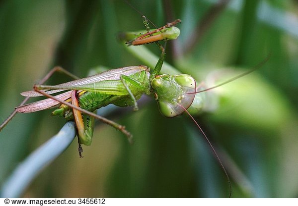 European Mantid (Mantis religiosa) eating grasshopper  Oregon  USA