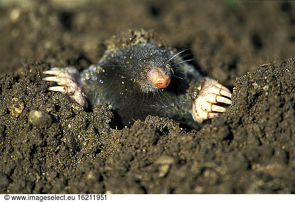 European Mole (Talpa europaea) peeking