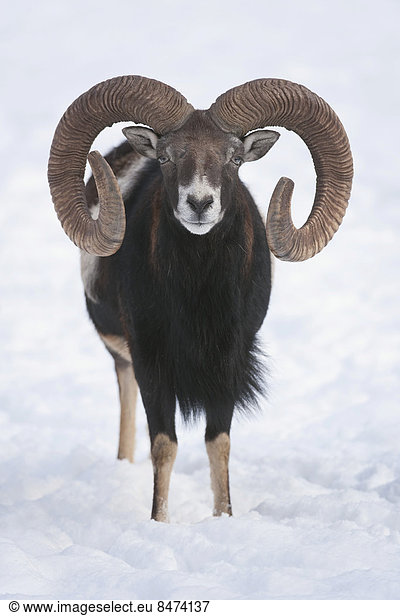 European mouflon (Ovis orientalis musimon)  ram standing in snow  captive  Bavaria  Germany