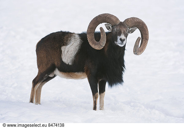 European mouflon (Ovis orientalis musimon)  ram standing in snow  captive  Bavaria  Germany