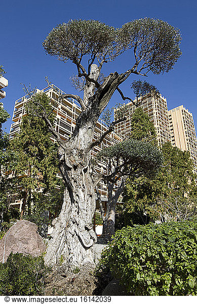 European olive (Olea europaea) centenary and carved, Japanese garden, Monaco.