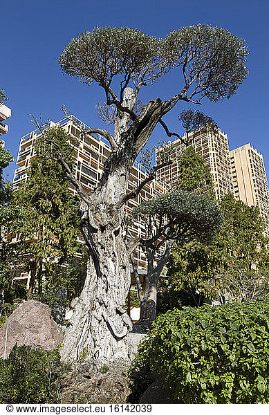 European olive (Olea europaea) centenary and carved  Japanese garden  Monaco.
