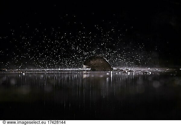 European otter (Lutra lutra) emerges with many splashes of water  Blue Hour  Kiskunsag National Park  Hungary  Europe
