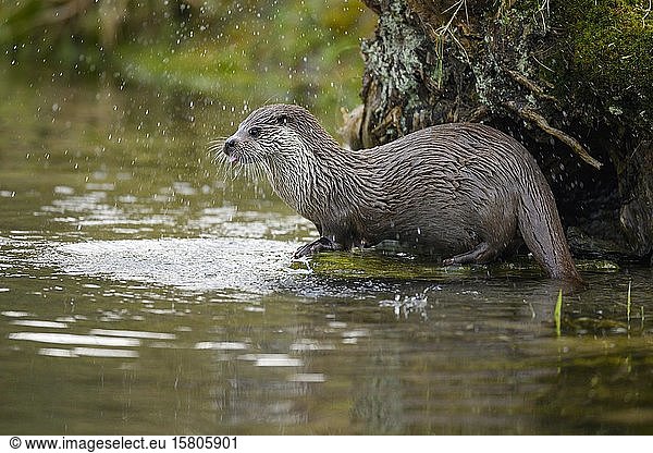 European otter (Lutra lutra)  female sitting on stone on the bank of a pond  captive  Switzerland  Europe